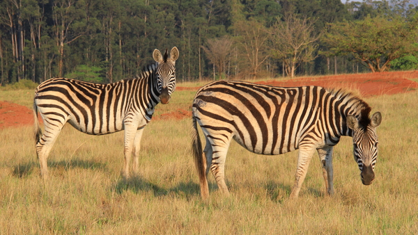 TOCH MOOIE DIEREN DEZE ZEBRA'S (2)