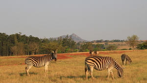 TOCH MOOIE DIEREN DEZE ZEBRA'S (3)