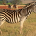 MOOIE ZEBRA