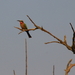 ROODKEEL BIJENETER (NATIONALE VOGEL VAN SWAZILAND) (1)