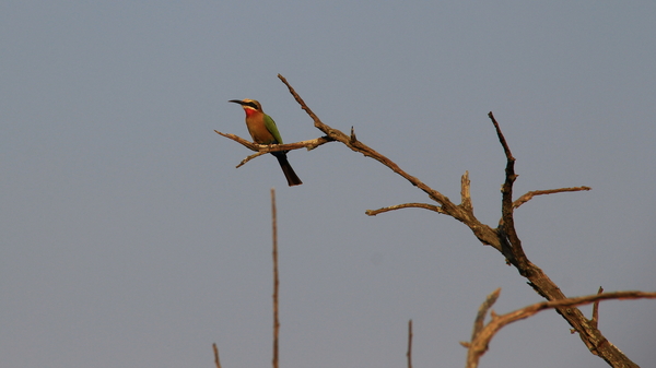 ROODKEEL BIJENETER (NATIONALE VOGEL VAN SWAZILAND) (1)