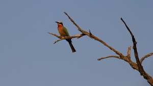 ROODKEEL BIJENETER (NATIONALE VOGEL VAN SWAZILAND) (2)