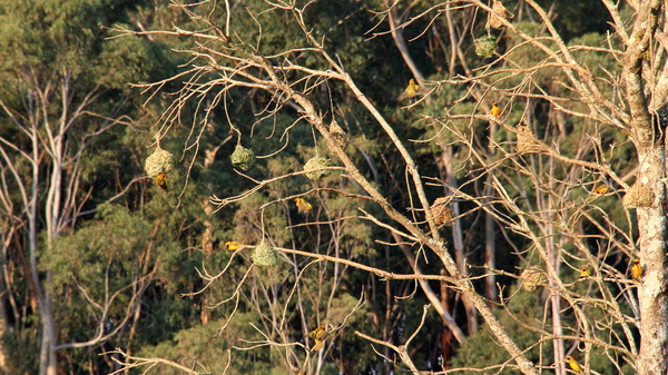 WEVERVOGELS IN BOOM