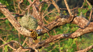 MASKERWEVER VOGELS MET HUN TYPISCHE HANGNESTJES (2)