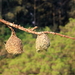 MASKERWEVER VOGELS MET HUN TYPISCHE HANGNESTJES (3)