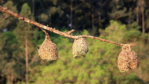 MASKERWEVER VOGELS MET HUN TYPISCHE HANGNESTJES (3)