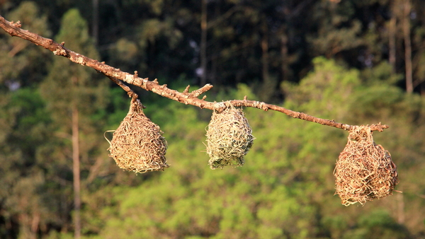 MASKERWEVER VOGELS MET HUN TYPISCHE HANGNESTJES (3)