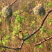 MASKERWEVER VOGELS MET HUN TYPISCHE HANGNESTJES (4)