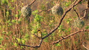 MASKERWEVER VOGELS MET HUN TYPISCHE HANGNESTJES (4)