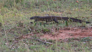 EEN NIJLVARAAN (MONITOR LIZARD) KRUIST ONS PAD (1)