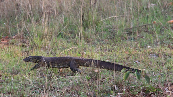 EEN NIJLVARAAN (MONITOR LIZARD) KRUIST ONS PAD (2)