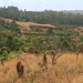 HET TYPISCHE LANDSCHAP IN MLILWANE NAT. PARK