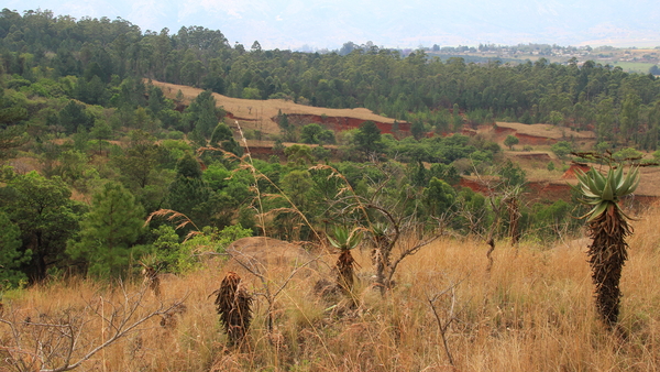 HET TYPISCHE LANDSCHAP IN MLILWANE NAT. PARK