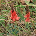 SOMS MOOIE BLOEMEN OP DE HELLINGEN