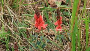 SOMS MOOIE BLOEMEN OP DE HELLINGEN