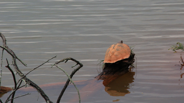 WAT VERDER EEN WATERSCHILDPAD