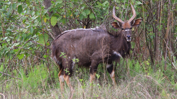 EEN STEVIGE BOK DEZE NYALA