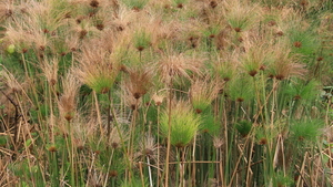 BIJ DE WATERPOELEN GROEIT HET PAPYRUS