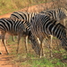 ZEBRA'S TIJDENS DE LAATSTE AVONDWANDELING IN MLILWANE