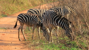 ZEBRA'S TIJDENS DE LAATSTE AVONDWANDELING IN MLILWANE