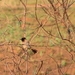 KLEINE VOGELTJES TUSSEN DE STRUIKEN (2)