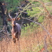 WEER EEN NYALA BOK TUSSEN HET HOGE GRAS