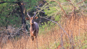 WEER EEN NYALA BOK TUSSEN HET HOGE GRAS