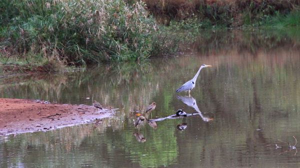 NOG ENKELE VOGELS PROBEREN EEN PROOI TE VANGEN