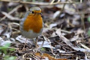 Roodborst 20080202_1300