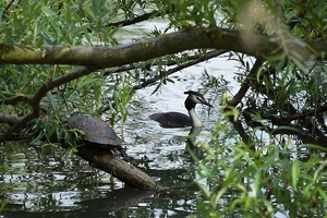 Schildpad en Fuut in het Schulens meer
