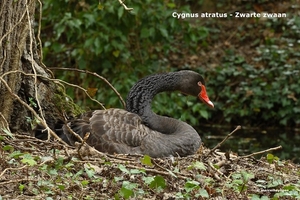 Cygnus-atratus-Zwarte-Zwaan_MH20110414_030818-6Vo