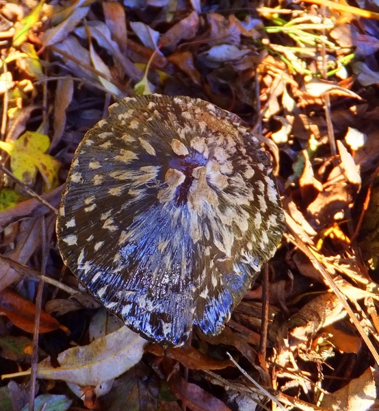 34-rare paddestoel...