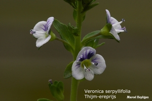 Veronica-serpyllifolia-20100429_MH_020987-06-Thijm-ereprijs