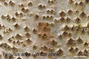 Populus-alba-20100429_MH_020964-06-Witte-abeel