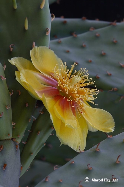 Cactusbloem, Opuntia sp.