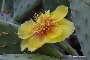 Cactusbloem, Opuntia sp.