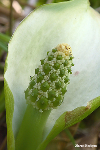 Calla palustris 20100520_MH_021385-04 Slangenwortel