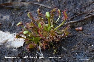 Drosera-rotundifolia-ronde-zonndauw_MH20110421_030950-6Pl