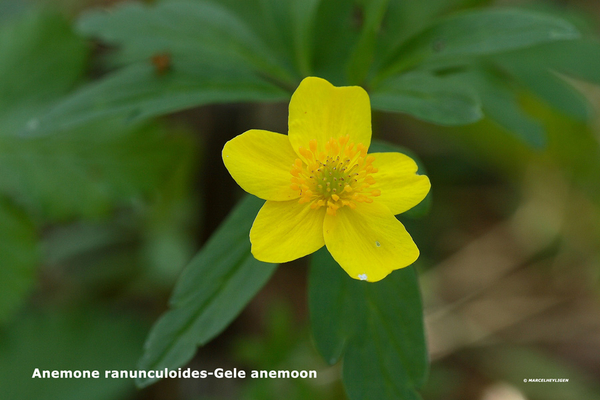 Anemone-ranunculoides-Gele-anemoon_MH20110407_030709-6Pl