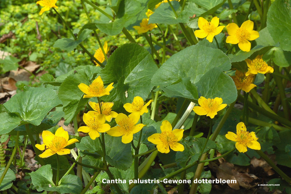 Cantha-palustris-Gewone-dotterbloem_MH20110407_030732-6Pl