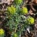Euphorbia-cyparissias-Cipreswolfsmelk_MH20110402_030425-6Pl