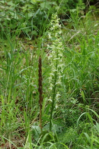 Bergnachtorchis-Platanthera chlorantha_20160606MH4047