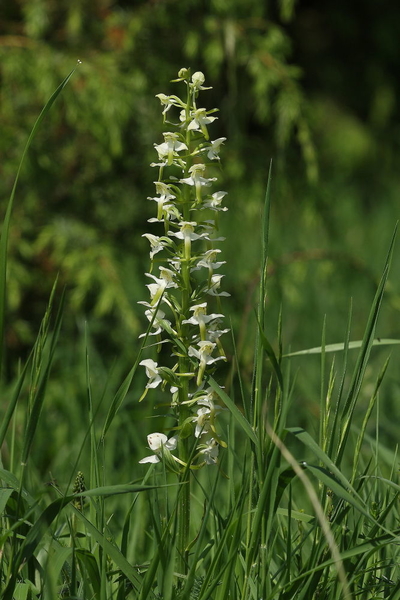 Bergnachtorchis-Platanthera chlorantha_20160608MH4375