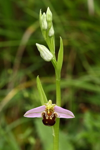 Bijenorchis-Ophrys apifera_20160607MH4256