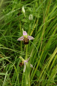 Bijenorchis-Ophrys apifera_20160607MH4225