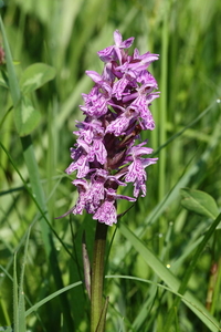 Gevlekte orchis-Dactylorhiza maculata_20160607MH4078