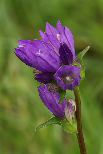 Kluwenklokje-Campanula glomerata_20160607MH4231