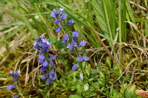 Vleugeltjesbloem-Polygala vulgaris_20160606MH4033