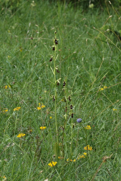 Vliegenorchis-Ophrys insectifera_20160608MGMH4487