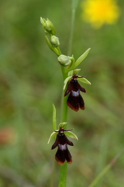 Vliegenorchis-Ophrys insectifera_20160606MG4036